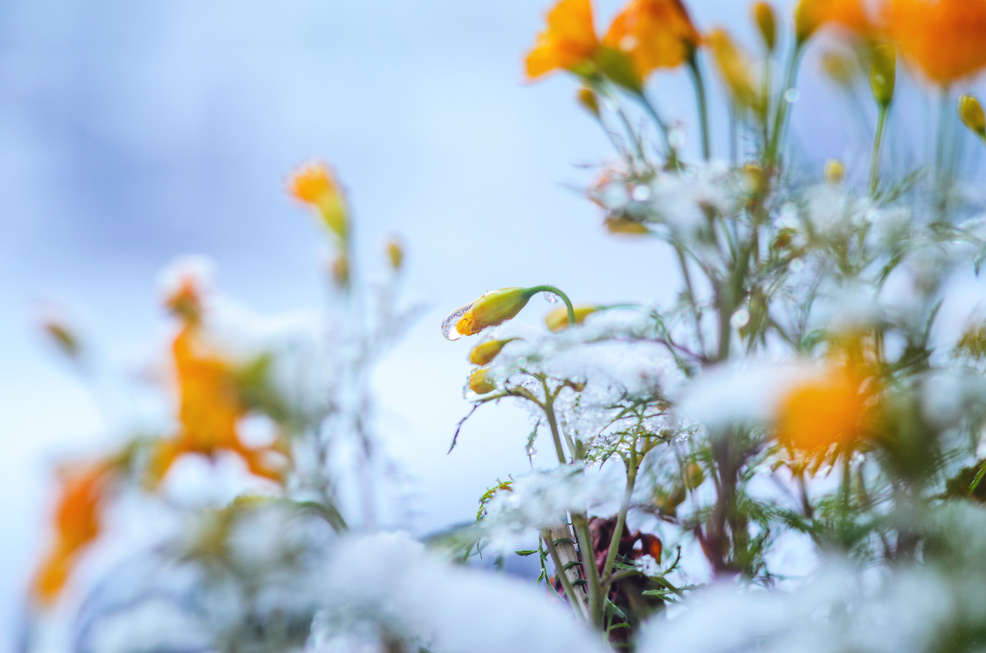Calendula flowers under snow